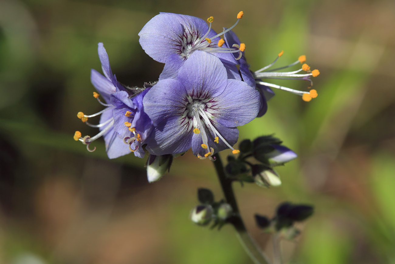 Изображение особи Polemonium chinense.