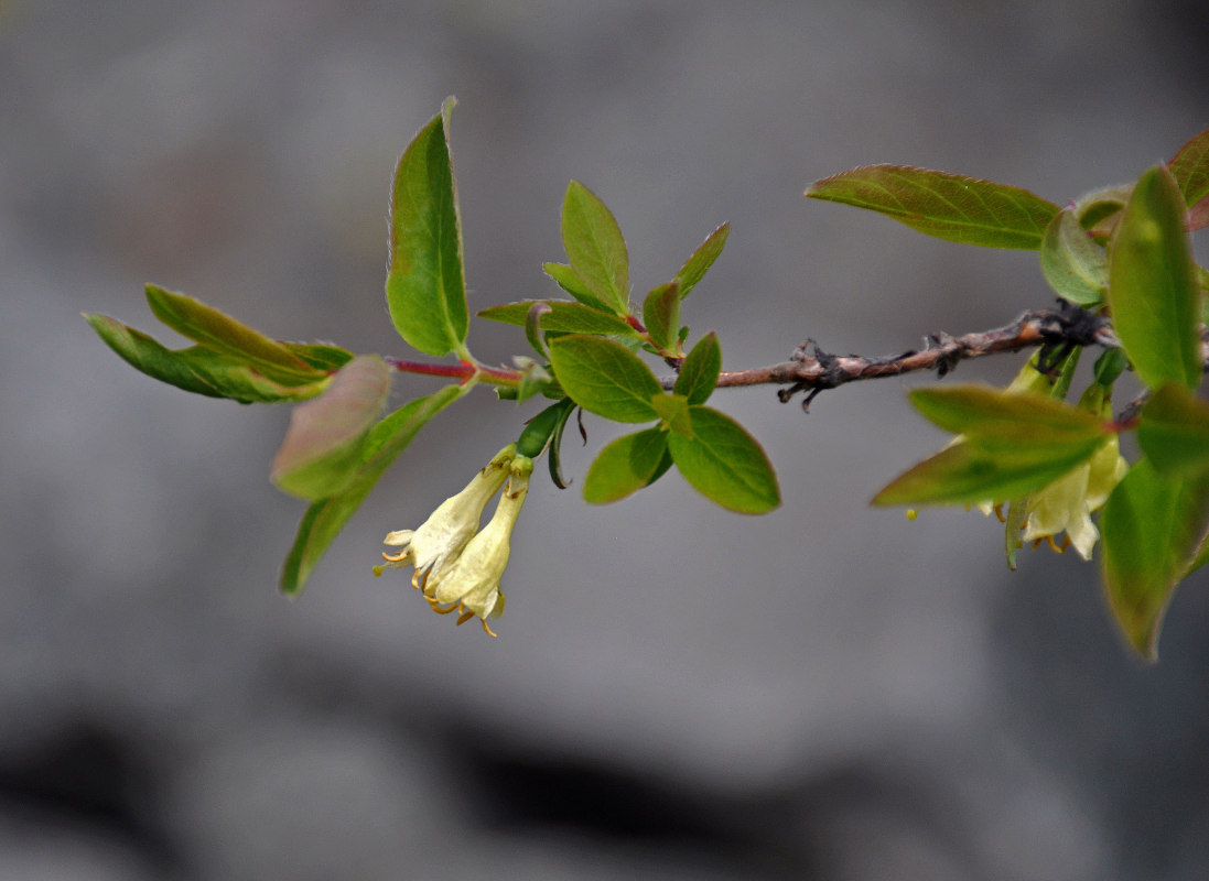 Image of Lonicera altaica specimen.