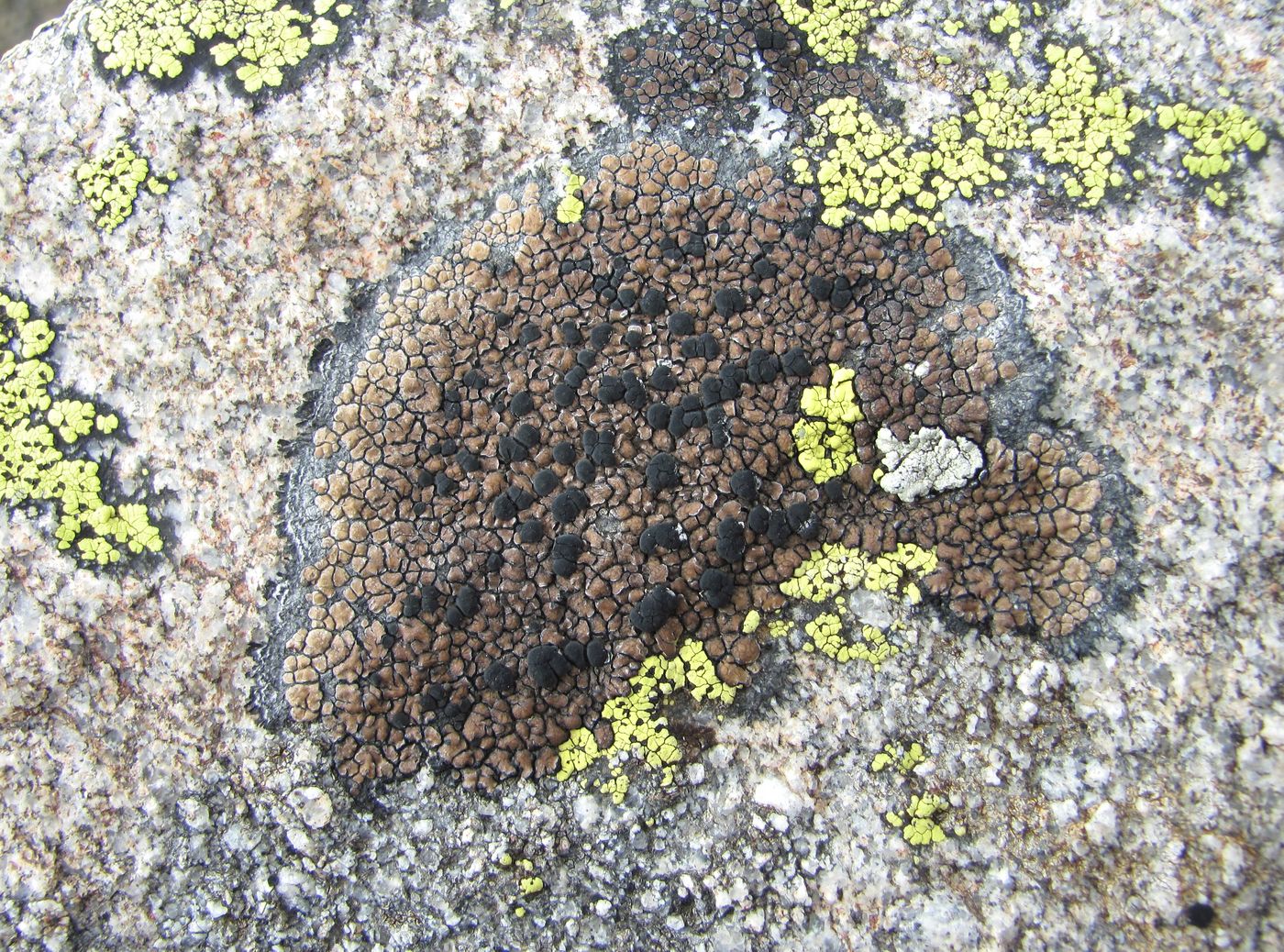 Image of Lecidea fuscoatra specimen.