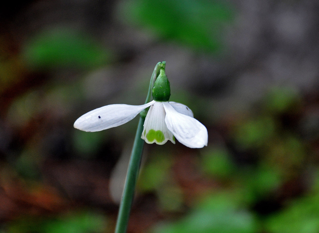 Изображение особи род Galanthus.