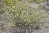 Asperula aristata