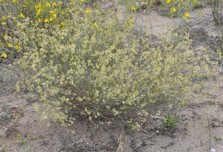 Image of Asperula aristata specimen.