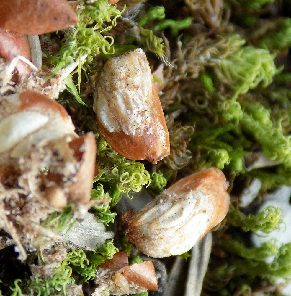 Изображение особи Juniperus deltoides.