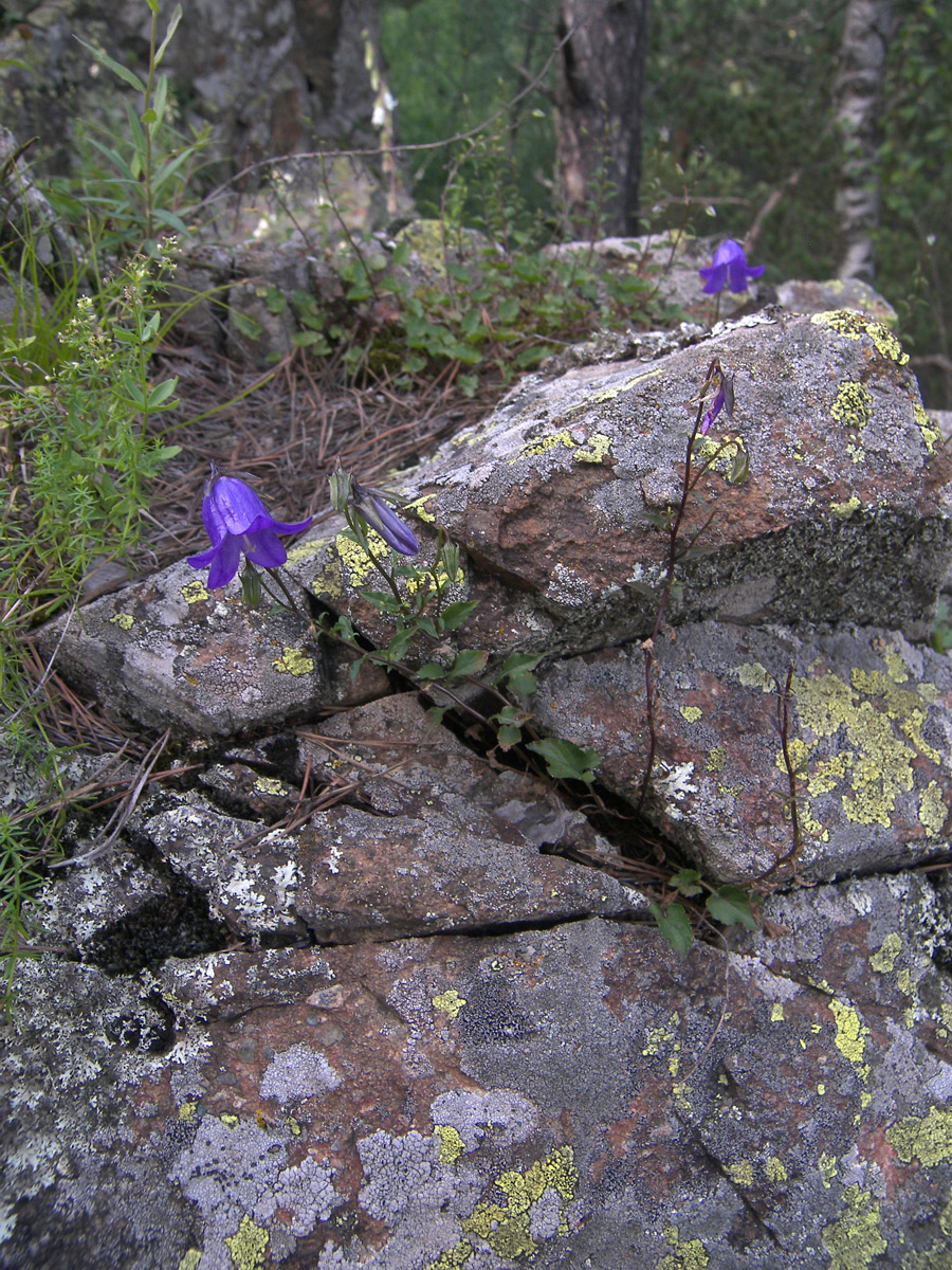 Image of Campanula calcarata specimen.