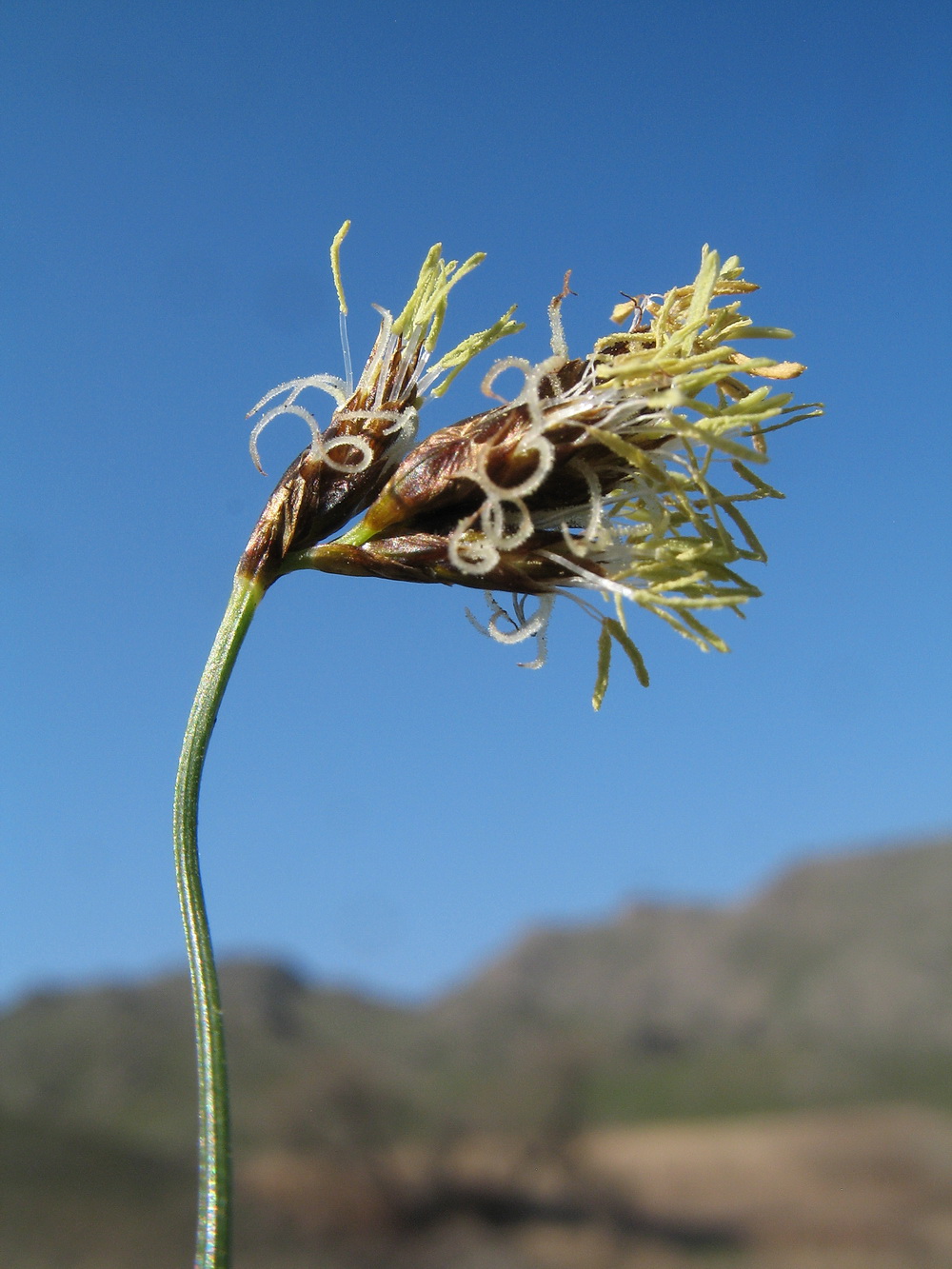 Image of Carex pachystylis specimen.