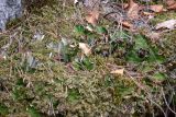 Peltigera leucophlebia. Слоевища с цефалодиями среди мхов. Свердловская обл., окр. г. Североуральск, правый берег канала Дублёр, подножие известняковой скалы. 02.05.2011.