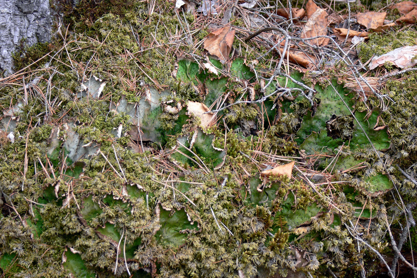 Изображение особи Peltigera leucophlebia.