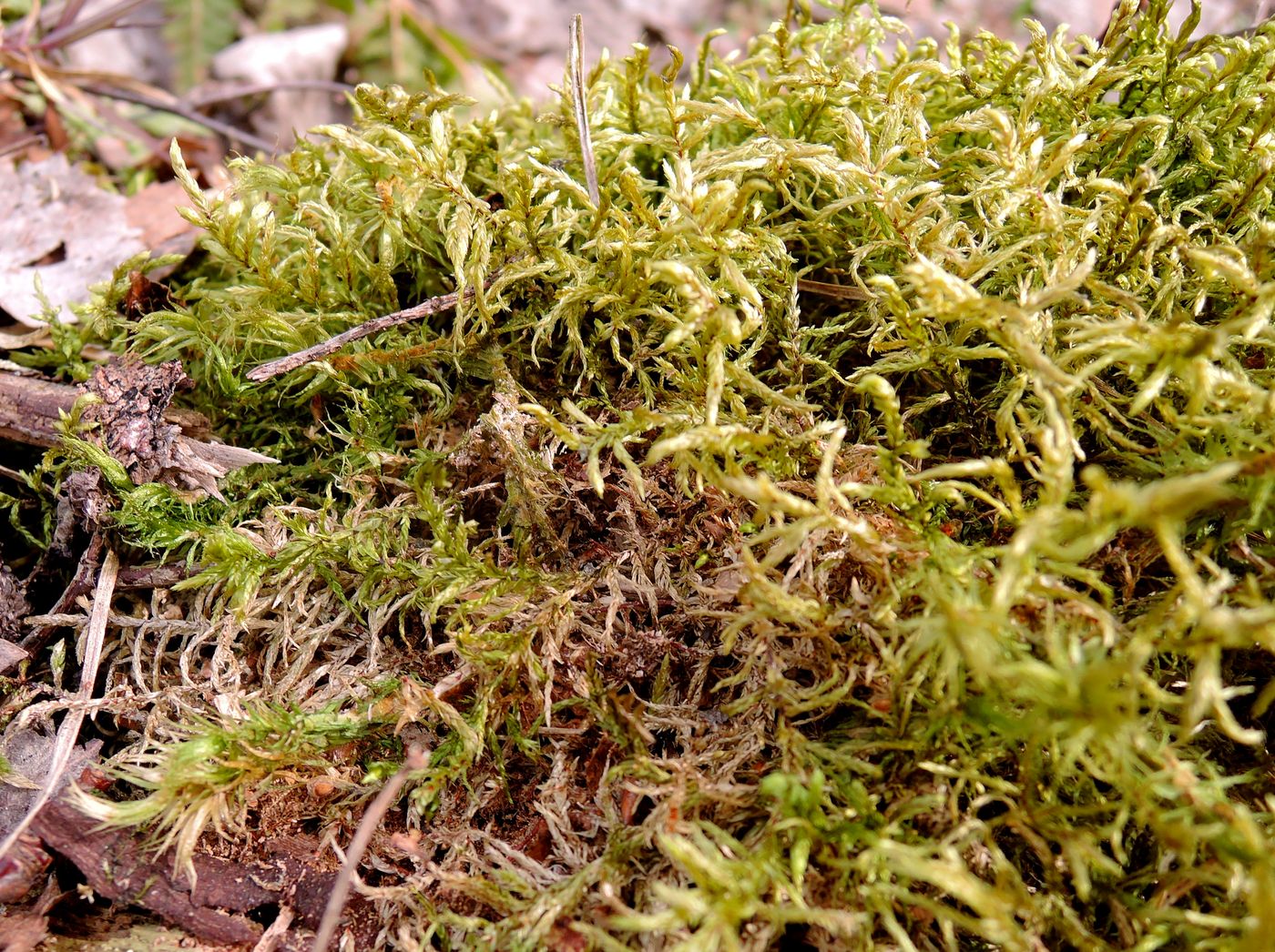 Изображение особи Pleurozium schreberi.