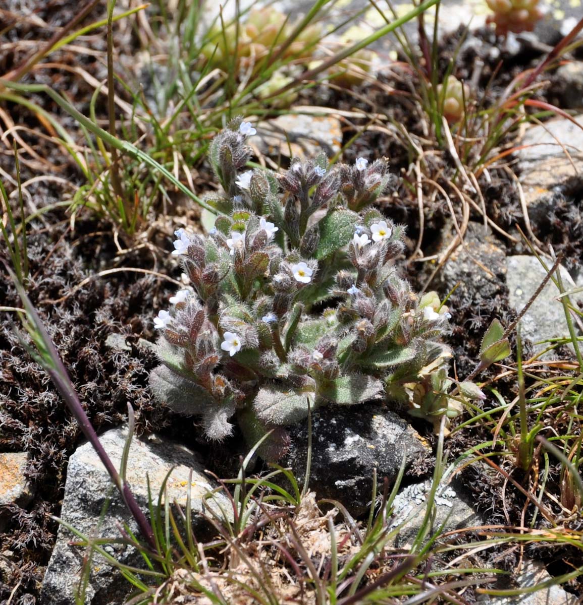 Изображение особи Myosotis pusilla.