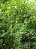 Cirsium erisithales