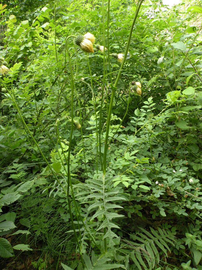 Изображение особи Cirsium erisithales.