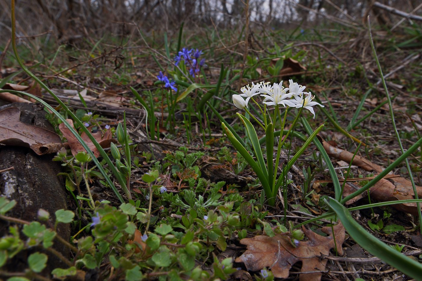 Изображение особи Scilla bifolia.