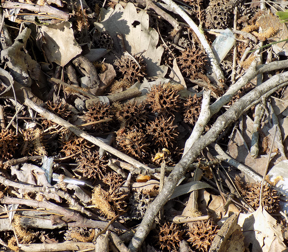 Image of Liquidambar styraciflua specimen.