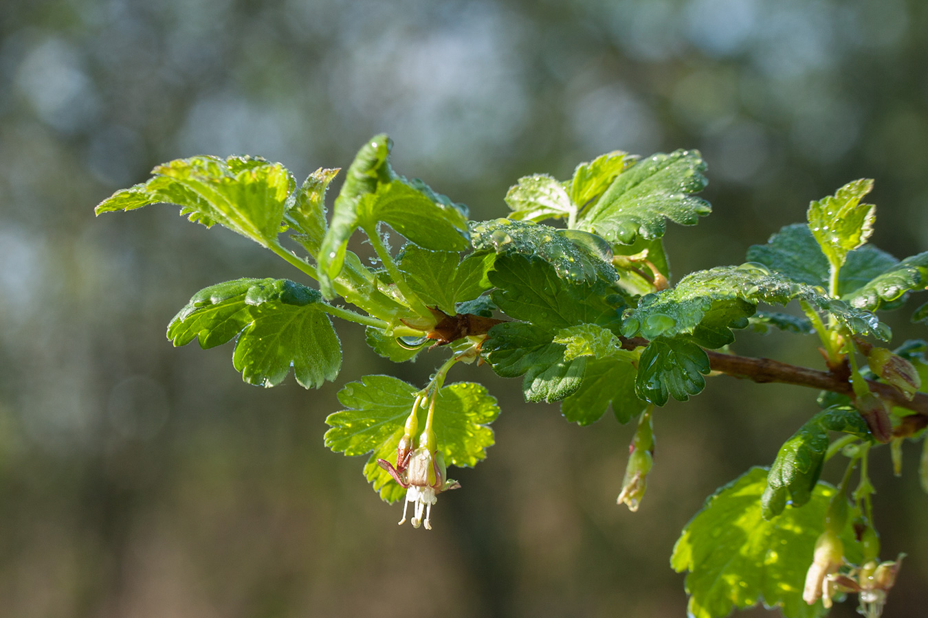 Изображение особи Ribes × nidigrolaria.