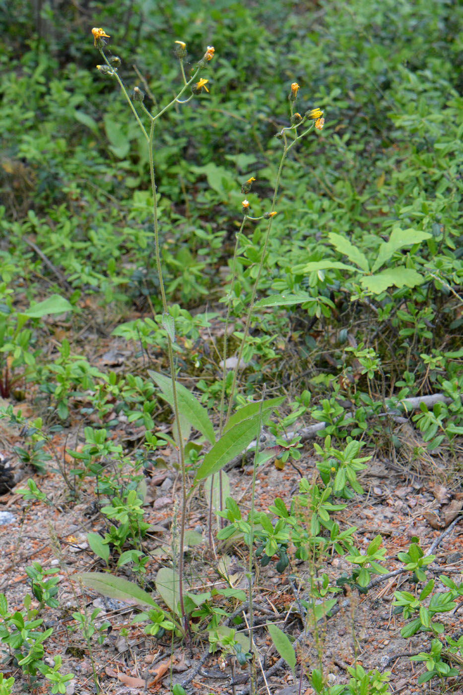 Image of Hieracium vulgatum specimen.