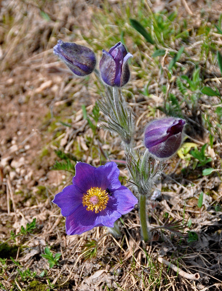 Изображение особи Pulsatilla multifida.