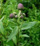 Cirsium heterophyllum