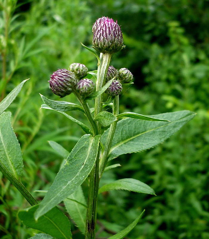 Изображение особи Cirsium heterophyllum.