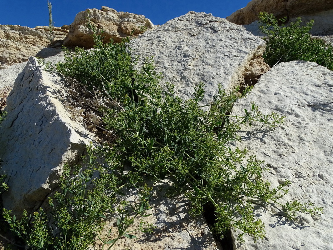 Image of Rubia cretacea specimen.