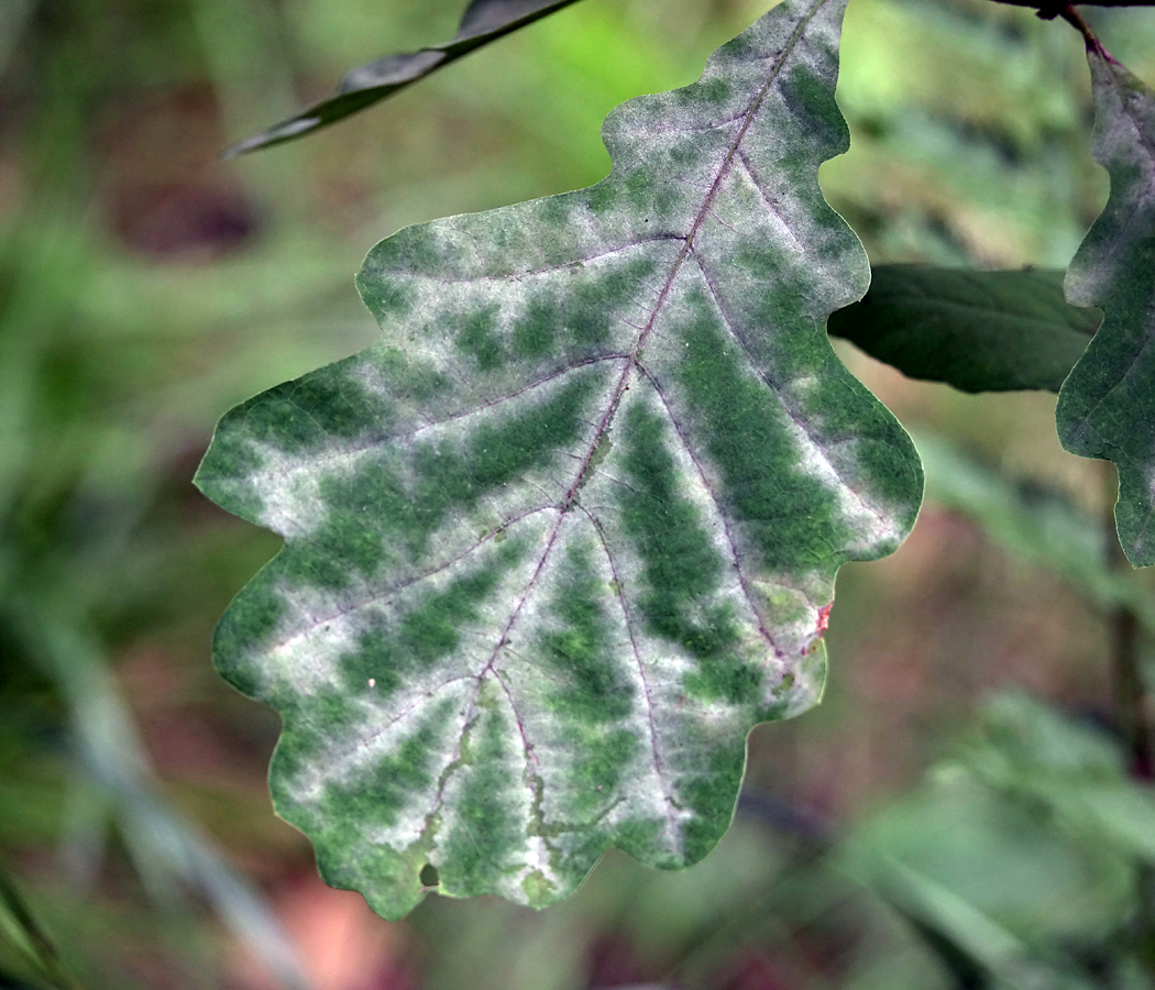 Image of Quercus robur specimen.