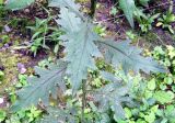 Carduus crispus