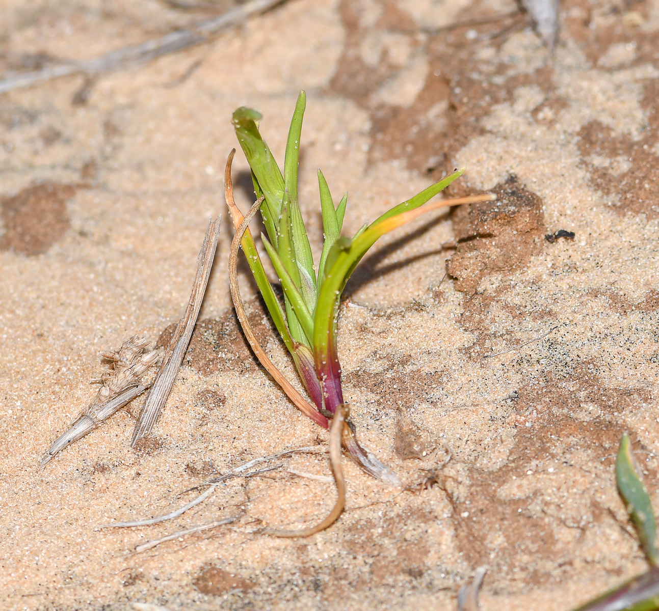 Изображение особи Parapholis marginata.