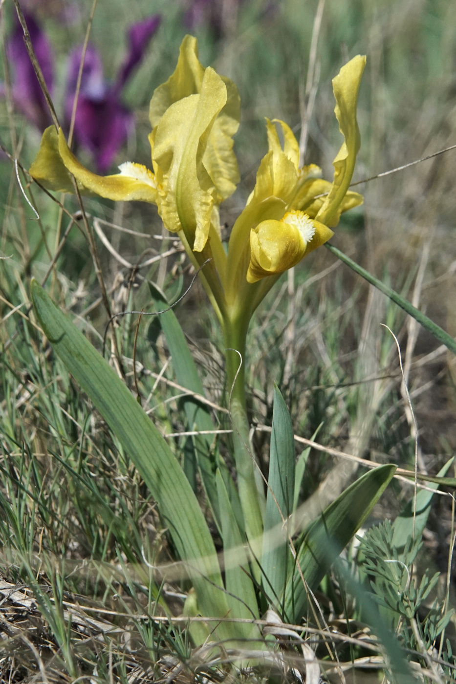 Изображение особи Iris pumila.