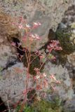 Saxifraga kolenatiana