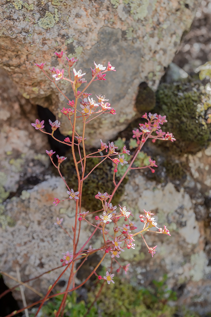 Изображение особи Saxifraga kolenatiana.