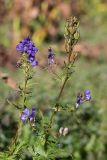 genus Aconitum