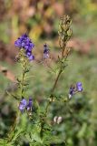 genus Aconitum. Верхушка цветущего и плодоносящего растения. Кабардино-Балкария, Эльбрусский р-н, долина р. Сылтрансу, ≈ 2200 м н.у.м., субальпийский луг. 05.08.2019.