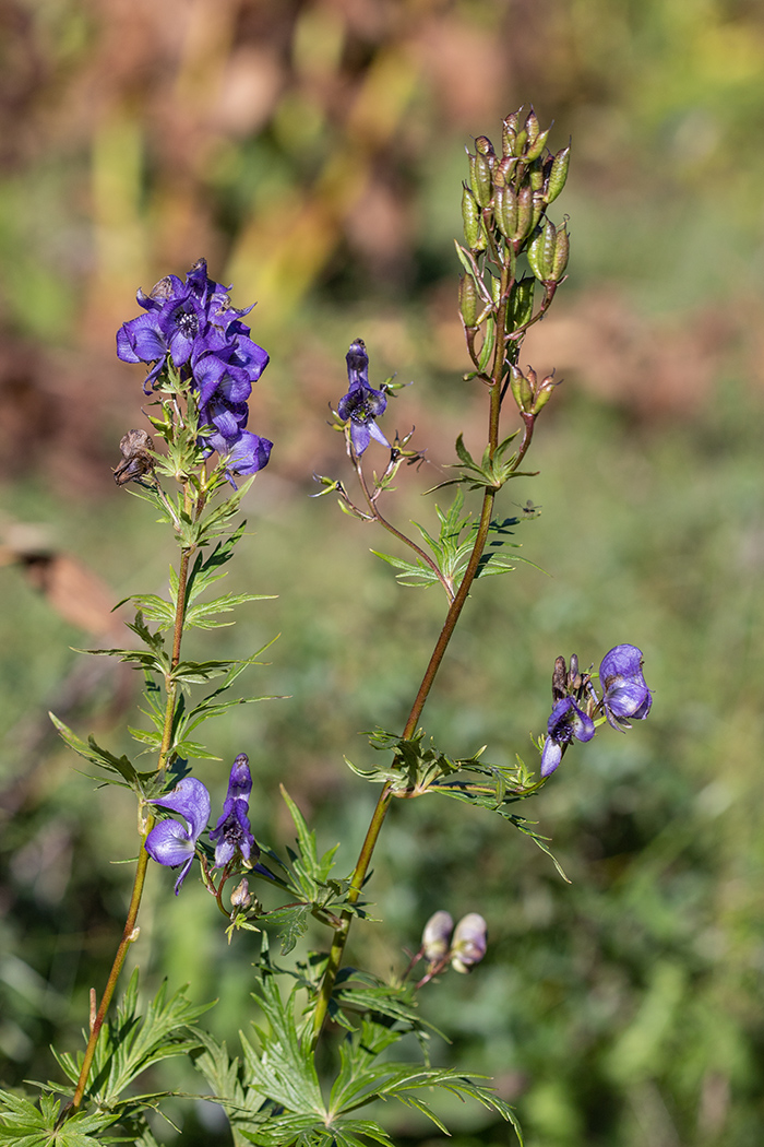 Изображение особи род Aconitum.