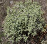 Eryngium campestre