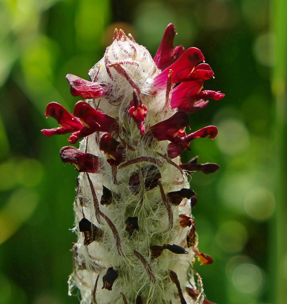 Image of Pedicularis atropurpurea specimen.