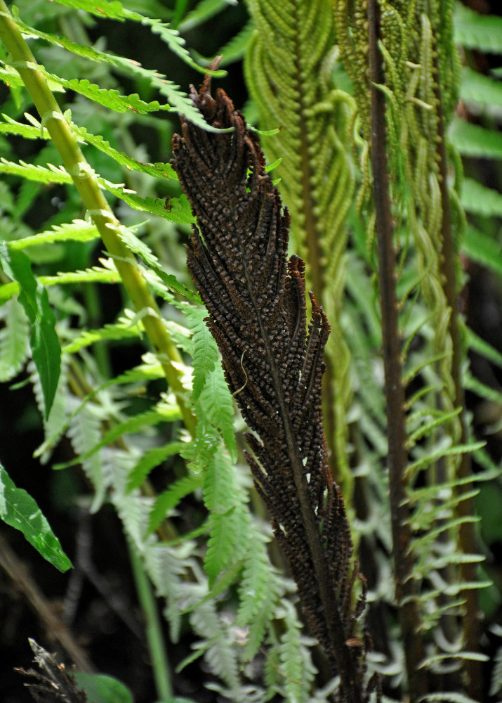 Image of Matteuccia struthiopteris specimen.