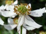 Anemonastrum biarmiense