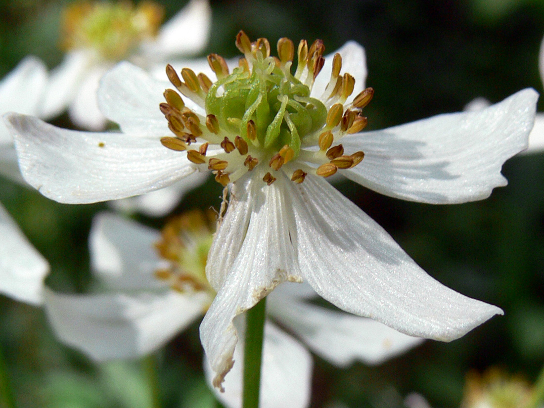 Image of Anemonastrum biarmiense specimen.