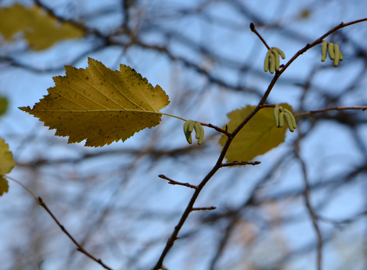 Image of Corylus colurna specimen.