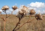 Inula caspica. Верхушка плодоносящего растения. Краснодарский край, м/о город-курорт Анапа, окр. с. Витязево, Витязевская коса, закреплённые пески. 12.10.2019.