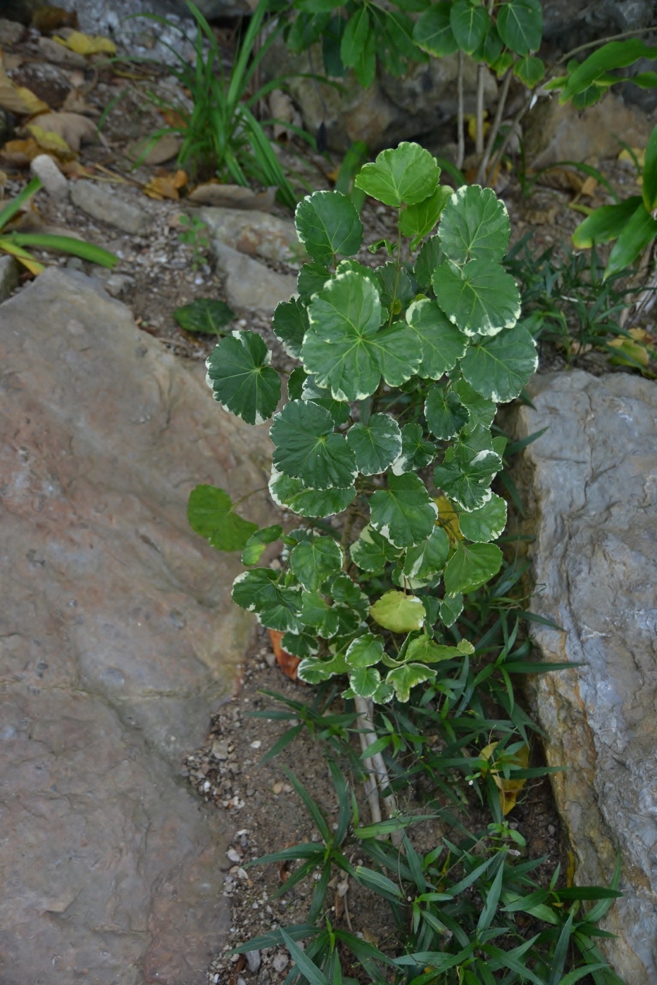 Изображение особи Polyscias scutellaria.