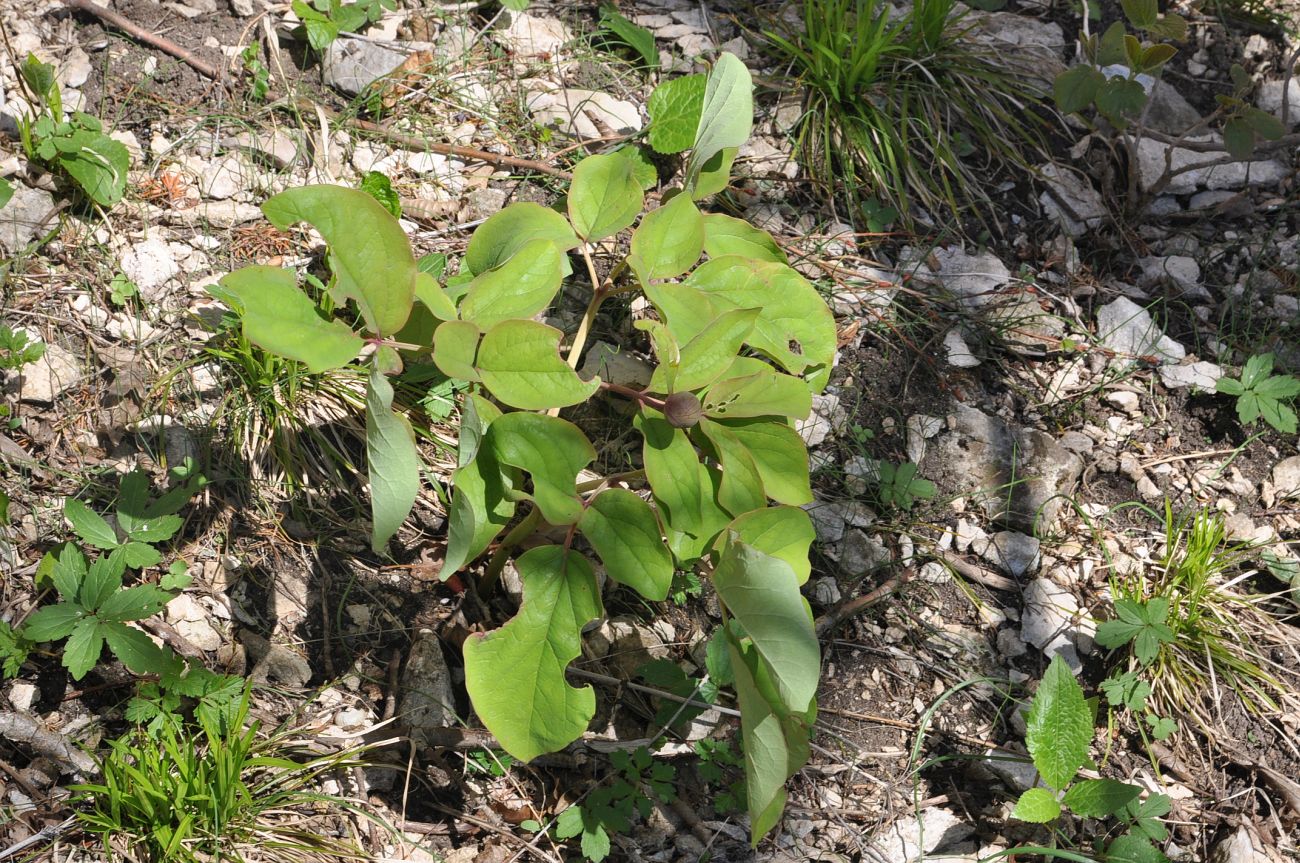 Изображение особи Paeonia caucasica.