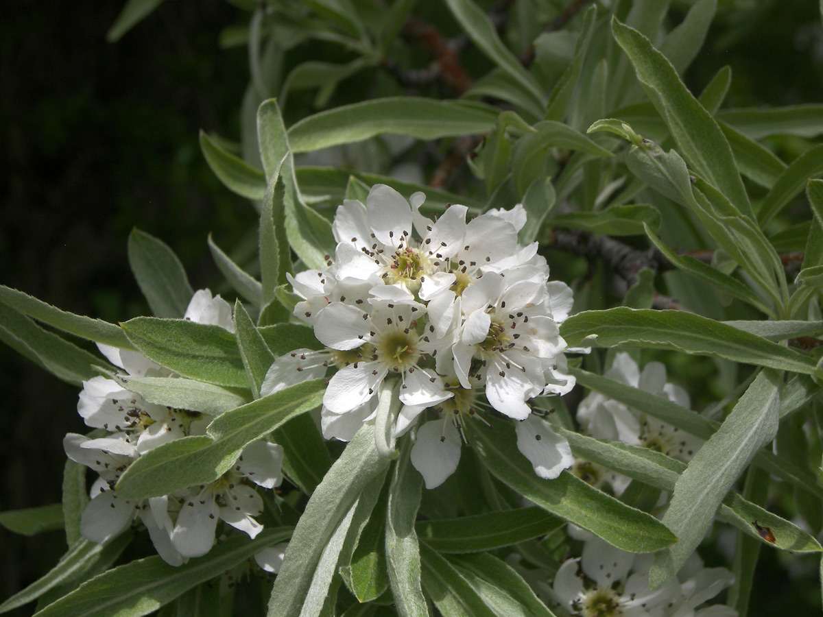 Image of Pyrus hajastana specimen.