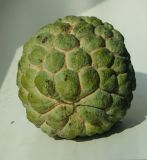 Annona squamosa