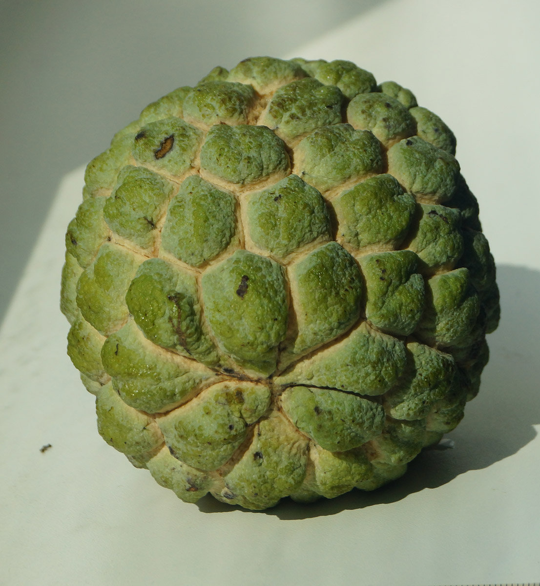 Image of Annona squamosa specimen.