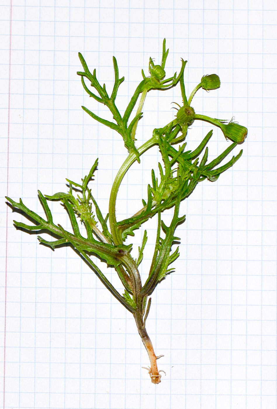 Image of Senecio glaucus specimen.