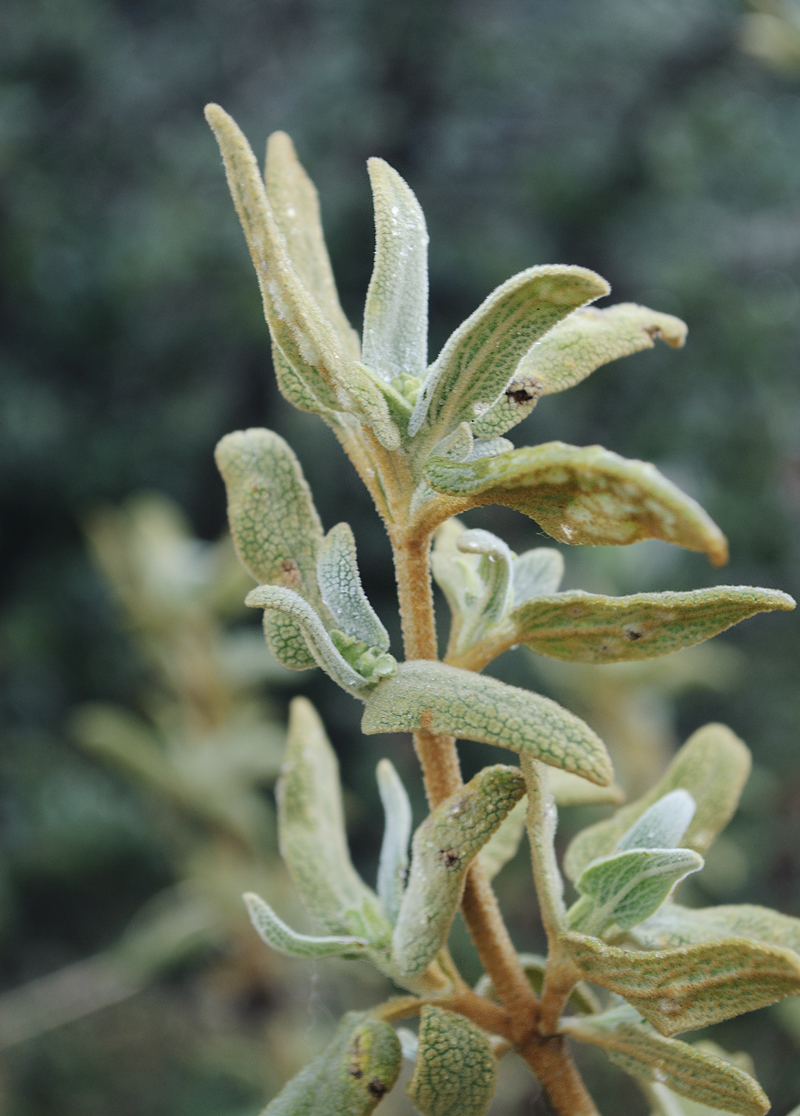 Изображение особи род Phlomis.