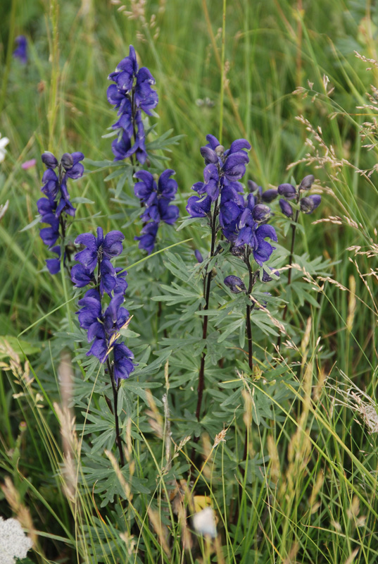 Изображение особи род Aconitum.