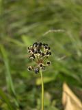 Allium victorialis