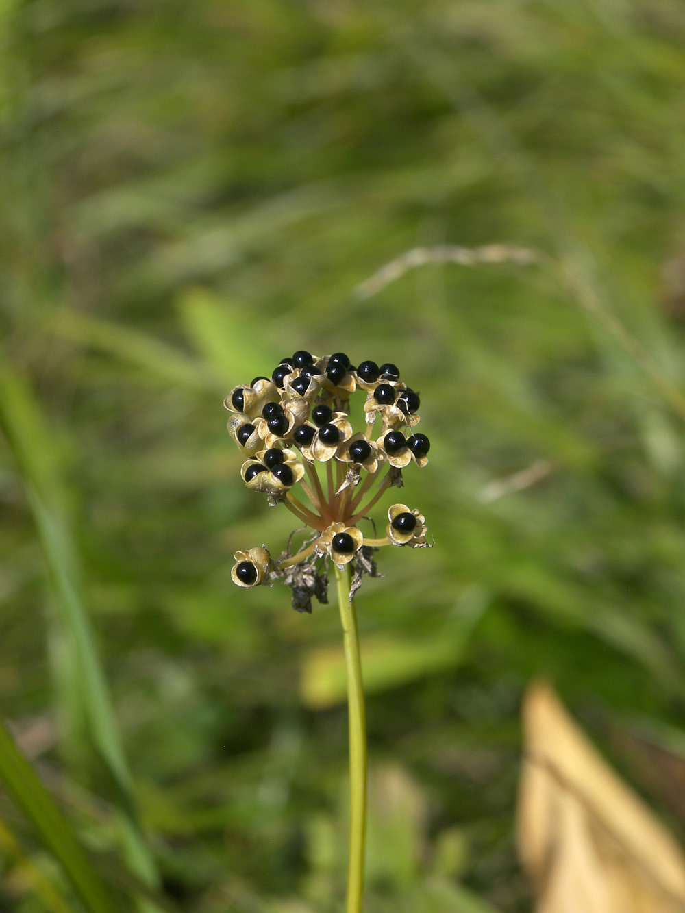 Image of Allium victorialis specimen.