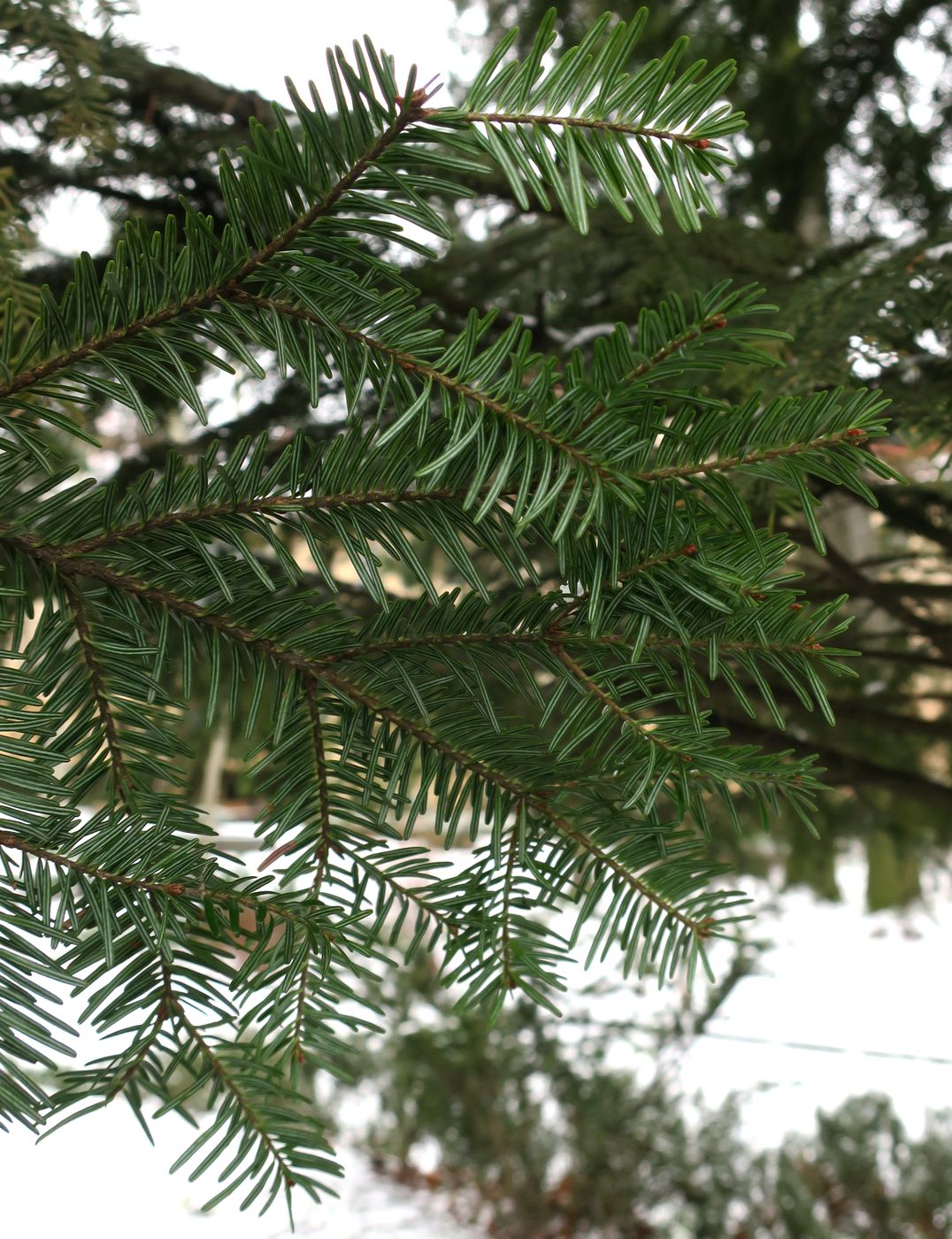 Image of Abies alba specimen.